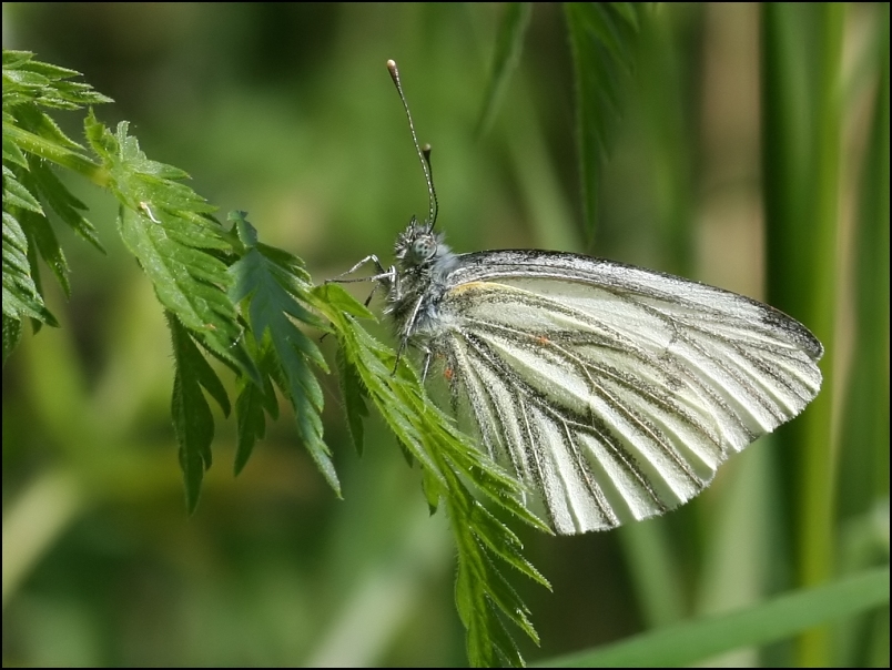 2007-05-05_Klein_geaderd_witje_-_Friesche veen.jpg